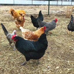 chickens at LynDon