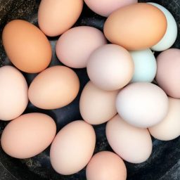 fresh eggs