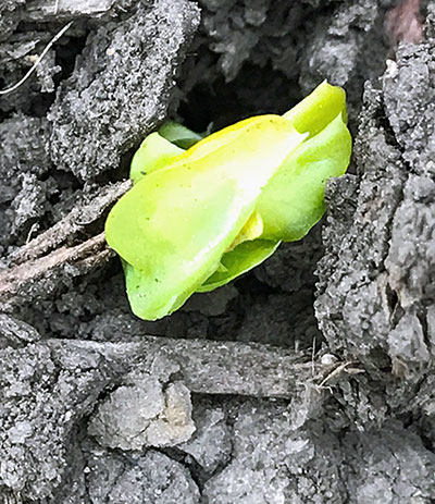pea shoot bud