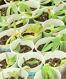 Succulent starts burrow